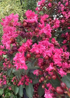 Lagerstroemia indica 'Petite Red'