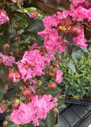 Lagerstroemia indica 'Rhapsody in Pink'