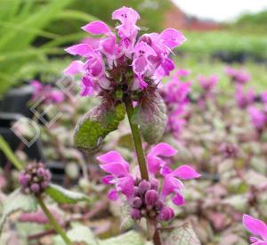 Lamium maculatum 'Beacon Silver'