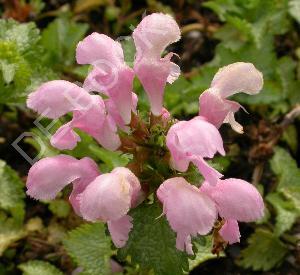 Lamium maculatum 'Pink Pewter'