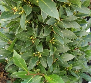 Laurus nobilis