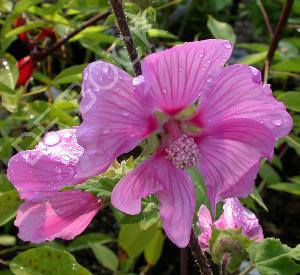 Lavatera olbia 'Rosea'