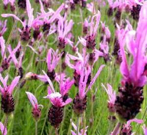 Lavandula stoechas 'Papillon'