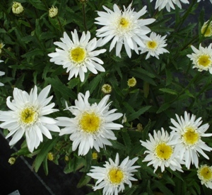 Leucanthemum 'Christine Hagemann'