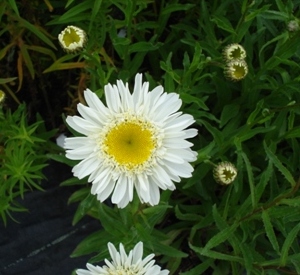 Leucanthemum 'Old Court Variety'