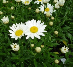 Leucanthemum 'Snowcap'