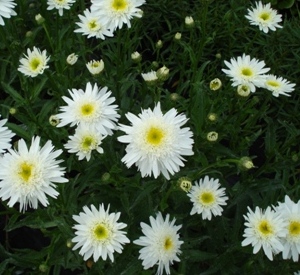 Leucanthemum 'Wirral Supreme'