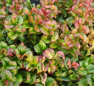 Leucothoe axillaris 'Curly Red'