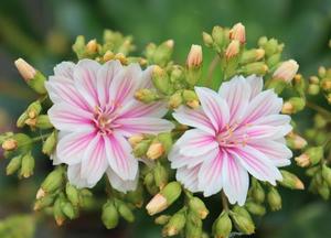Lewisia cotyledon 'Mountain Dreams'