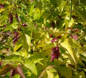 Leycesteria formosa 'Golden Lanterns'