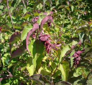 Leycesteria formosa 'Purple Rain'