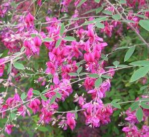 Lespedeza thunbergii