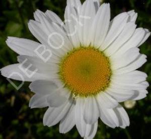 Leucanthemum vulgare 'Maikönigin'