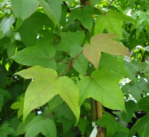 Liquidambar acalycina