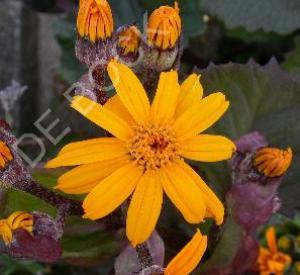 Ligularia dentata 'Desdemona'