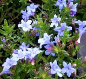 Lithodora diffusa 'Heavenly Blue'