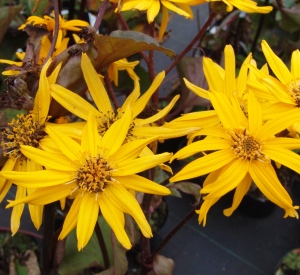 Ligularia dentata 'Othello'