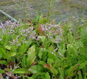Limonium latifolium
