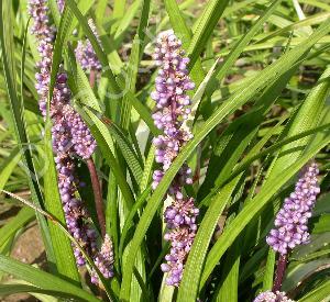 Liriope muscari 'Ingwersen'