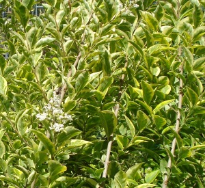 Ligustrum ovalifolium 'Aureum'