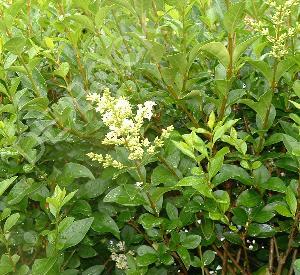 Ligustrum ovalifolium