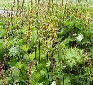 Ligularia przewalskii