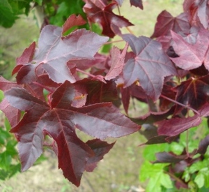 Liquidambar styraciflua Leivorm, voorgeleid tot �t