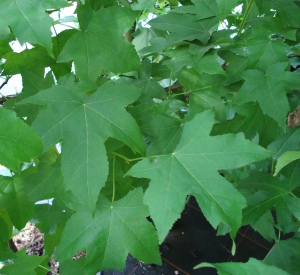 Liquidambar styraciflua 'Lane Roberts'