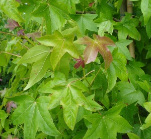 Liquidambar styraciflua 'Moonbeam'