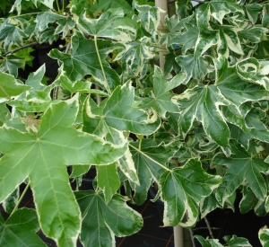 Liquidambar styraciflua 'Silver King'