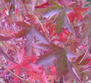 Liquidambar styraciflua 'Worplesdon'