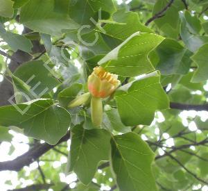 Liriodendron tulipifera