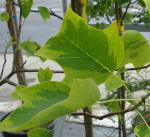 Liriodendron tulipifera 'Aureomarginatum'