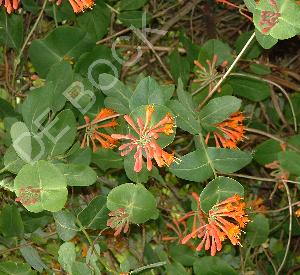 Lonicera brownii 'Dropmore Scarlet'