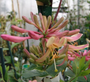 Lonicera heckrottii 'Goldflame'