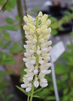 Lupinus 'Noble Maiden' (WIT)