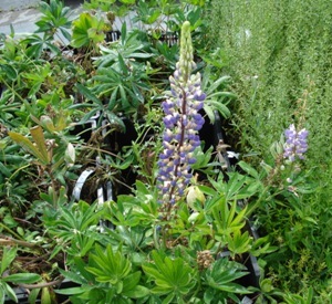 Lupinus 'The Governor' (BLAUW)