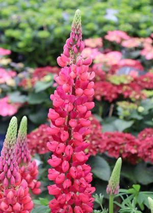 Lupinus 'West Country'  in soorten
