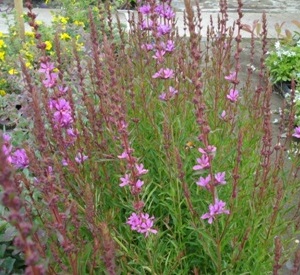 Lythrum 'Dropmore Purple'