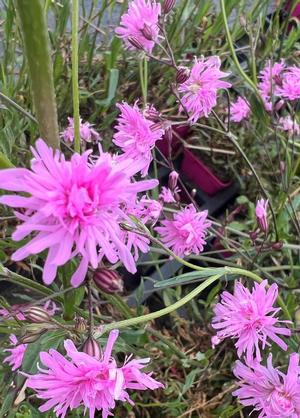 Lychnis flos-cuculi 'Jenny'