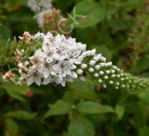 Lychnis chalcedonica