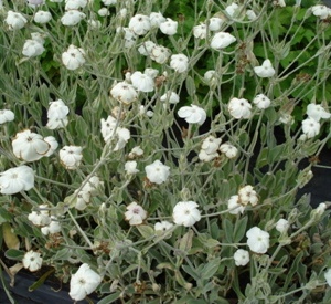 Lychnis coronaria 'Alba'
