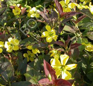 Lysimachia ciliata 'Firecracker'