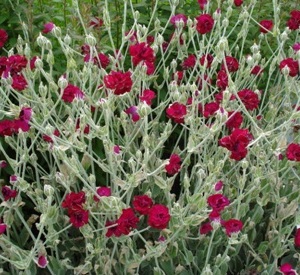 Lychnis coronaria 'Gardeners' World'