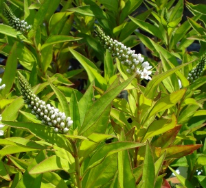 Lysimachia clethroides