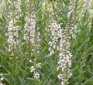 Lysimachia ephemerum