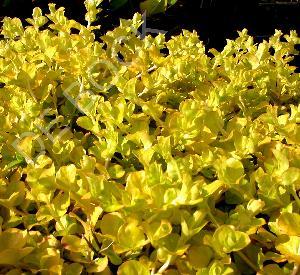 Lysimachia nummularia 'Aurea'