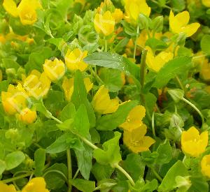 Lysimachia nummularia