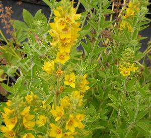 Lysimachia punctata