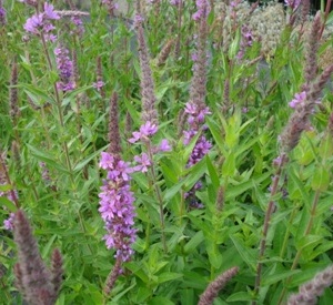 Lythrum salicaria